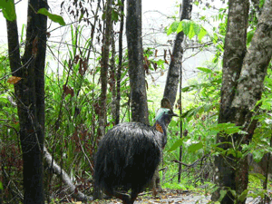 Cassowary