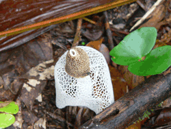 Bridal Veil Fungus