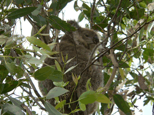 Koala